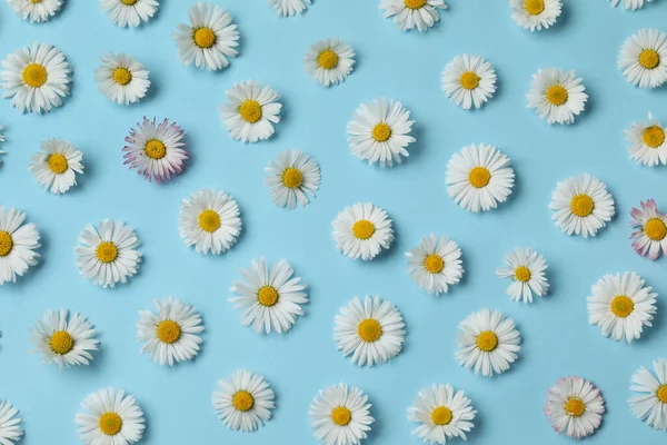Many Beautiful Daisy Flowers Light Blue Background Flat Lay — Foto de Stock
