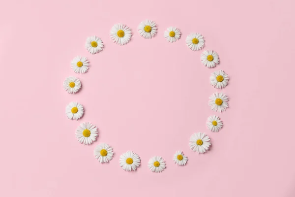 Frame Daisy Flowers Pink Background Flat Lay Space Text — Foto de Stock