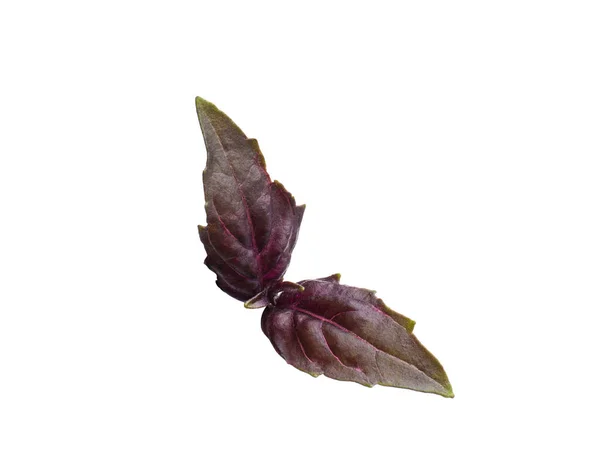 Aromatic Red Basil Sprig Isolated White Fresh Herb — Fotografia de Stock