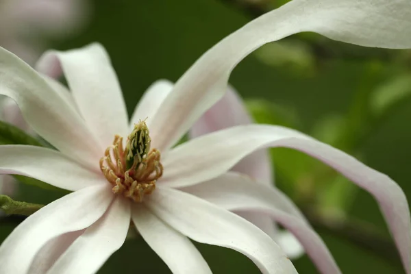 Magnolia Indah Bunga Pada Latar Belakang Kabur Closeup — Stok Foto