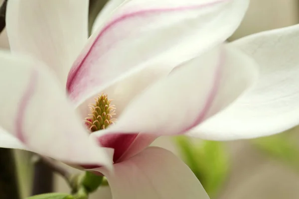 Beautiful White Magnolia Flower Blurred Background Closeup — Stock Photo, Image