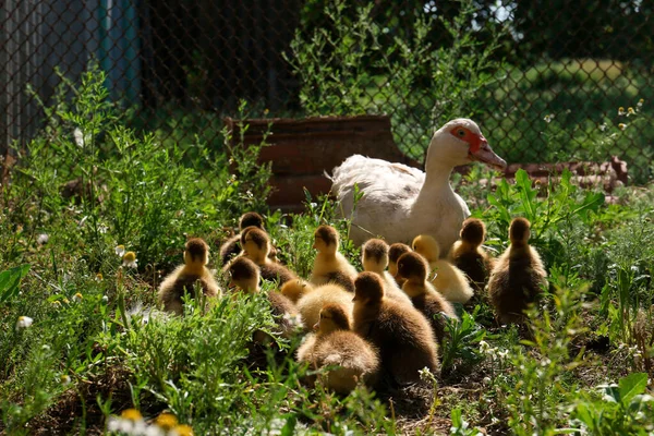 Cute Fluffy Ducklings Mother Farmyard — Fotografia de Stock