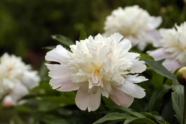 Beautiful Blooming White Peonies Growing Garden Closeup —  Fotos de Stock