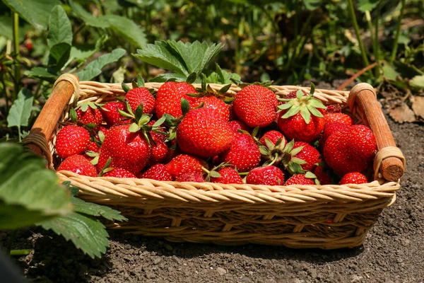 Basket Delicious Fresh Red Strawberries Ground Outdoors — Zdjęcie stockowe