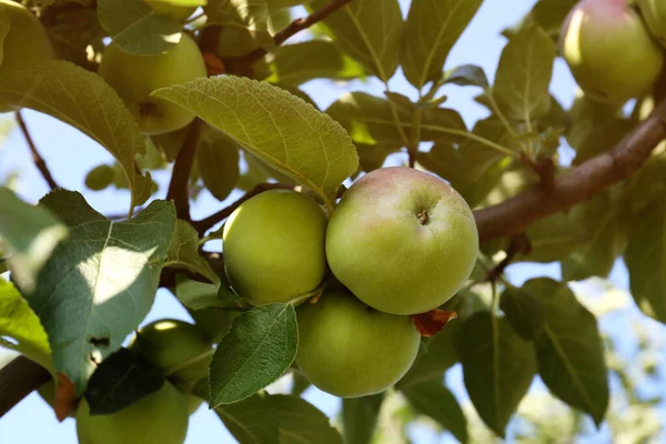 Apple Tree Fresh Ripe Fruits Sunny Day — Fotografia de Stock