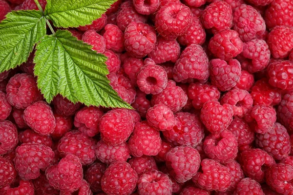 Many Fresh Ripe Raspberries Green Leaves Background Top View — Foto de Stock