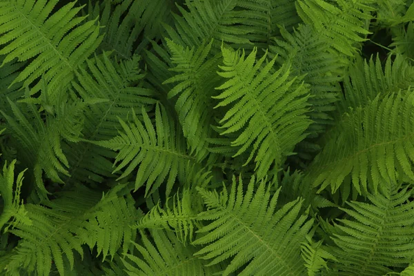 Beautiful Fern Lush Green Leaves Growing Outdoors — Stockfoto