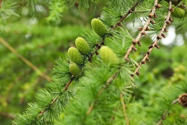Fir Tree Branch Green Cones Outdoors Closeup — 스톡 사진