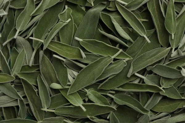 Fresh green sage leaves as background, top view