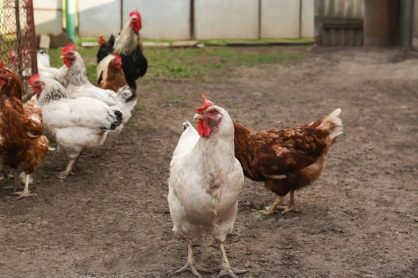 Many Beautiful Hens Farmyard Free Range Chickens — Stok fotoğraf
