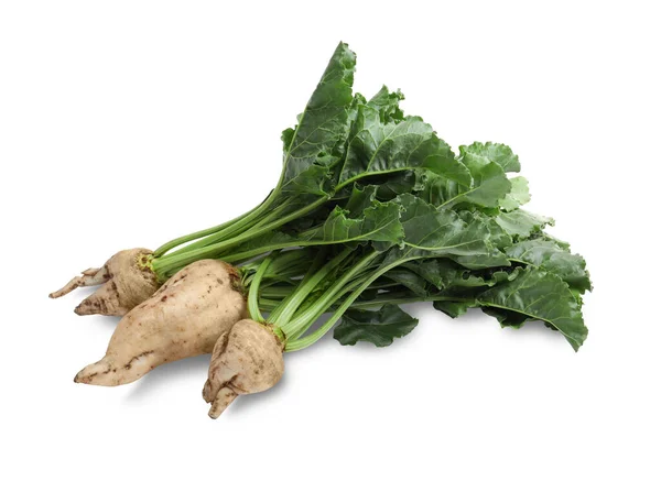 Sugar Beets Leaves White Background — Stock Photo, Image