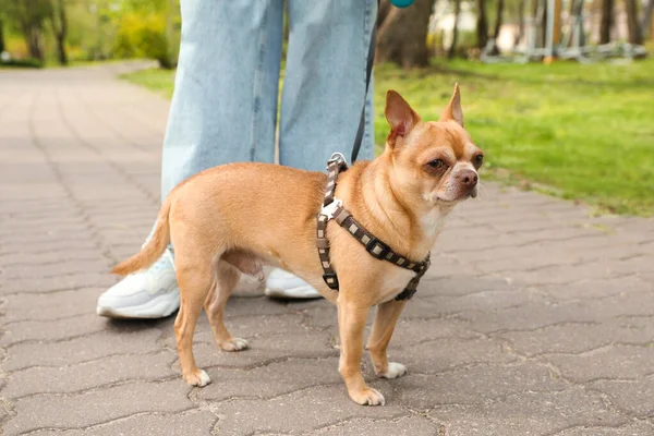 Owner Walking Her Chihuahua Dog Park Closeup — Stock Photo, Image