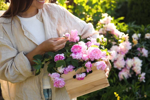Γυναίκα Κρατώντας Κλουβί Όμορφα Τριαντάφυλλα Τσάι Στον Κήπο Closeup — Φωτογραφία Αρχείου
