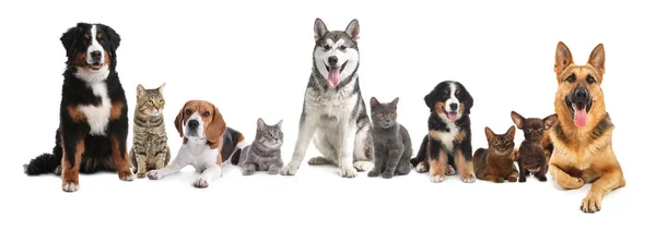 Cute Dogs Cats White Background Banner Design — Stockfoto