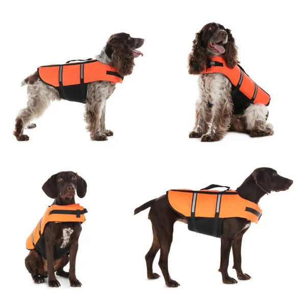 Rescuer Dogs Life Vests White Background Collage — Stok fotoğraf