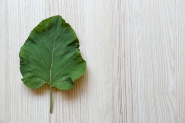 Fresh green burdock leaf on light wooden table, top view. Space for text