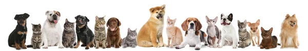Cute Dogs Cats White Background Banner Design — Stockfoto