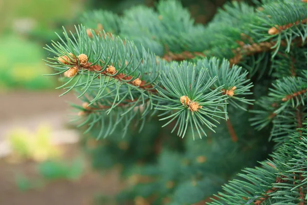 Beautiful Branch Coniferous Tree Closeup View — Fotografia de Stock