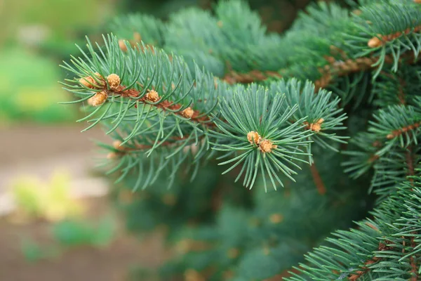 Beautiful Branch Coniferous Tree Closeup View — 图库照片