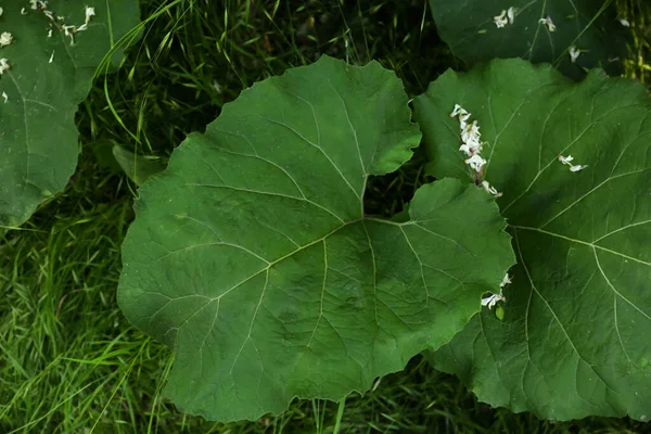 Burdock Plant Big Green Leaves Outdoors Top View — Stockfoto