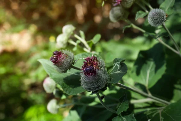 Beautiful Burdock Plant Flowers Green Leaves Outdoors Sunny Day Closeup — 图库照片