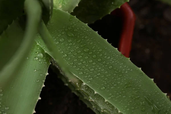 Beautiful Green Aloe Vera Plant Water Drops Blurred Background Closeup — Stok fotoğraf