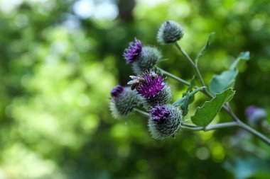 Burdock flowers with bees outdoors on sunny day, closeup. Space for text