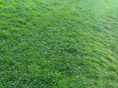 Beautiful meadow with fresh green grass on sunny day