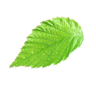 One green raspberry leaf isolated on white