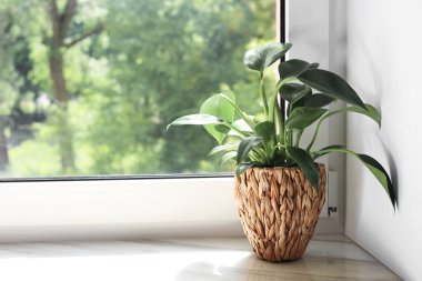 Beautiful houseplant with green leaves in pot on white window sill indoors. Space for text