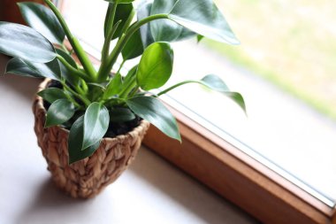 Beautiful houseplant with bright green leaves in pot near window, closeup. Space for text