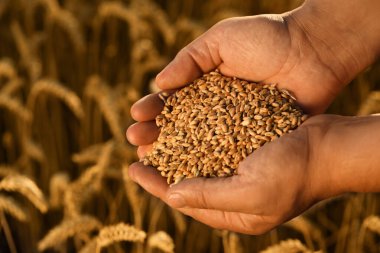 Man holding handful of wheat grains in field, closeup