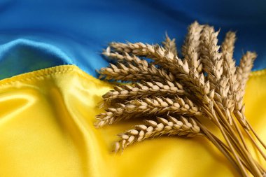 Ears of wheat on Ukrainian national flag, closeup. Space for text