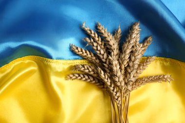 Ears of wheat on Ukrainian national flag, flat lay. Space for text