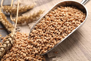 Scoop, wheat grains and spikelets on table, closeup