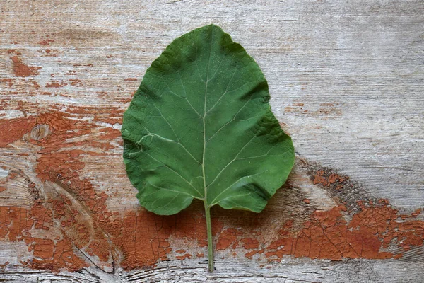 Fresh Green Burdock Leaf Wooden Table Top View —  Fotos de Stock