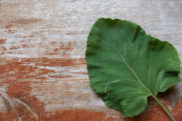 Fresh Green Burdock Leaf Wooden Table Top View Space Text —  Fotos de Stock
