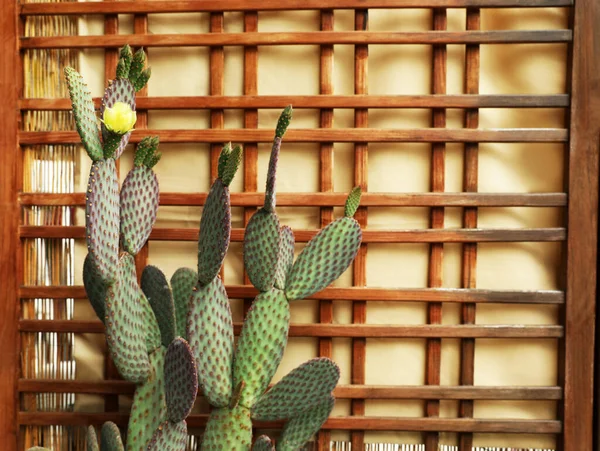 Beautiful Green Cactus Yellow Flower Indoors Space Text —  Fotos de Stock
