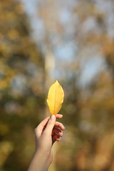 Woman Holding Beautiful Autumn Leaf Outdoors Sunny Day Closeup Space — 스톡 사진