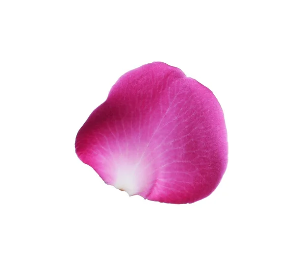 Рожева Пелюстка Квітки Троянди Білому Тлі — стокове фото