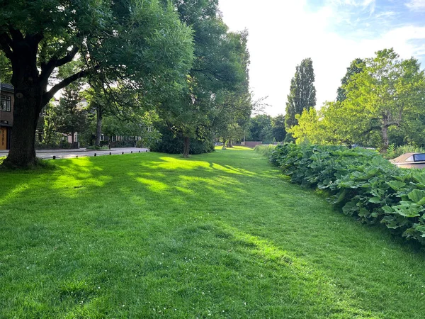 Picturesque View Beautiful Park Fresh Green Grass Trees Sunny Day — Stock fotografie