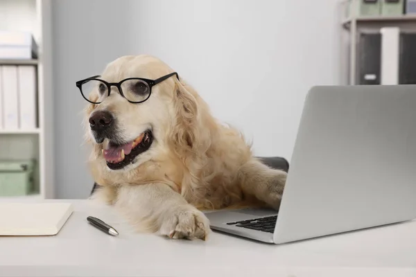 Cute Retriever Wearing Glasses Table Office Working Atmosphere — 图库照片