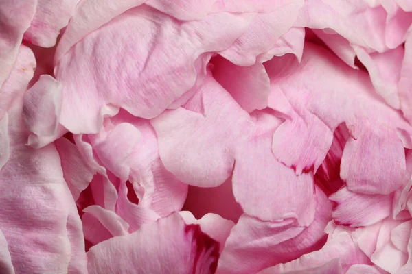 背景として美しい開花牡丹のクローズアップビュー 花の装飾 — ストック写真