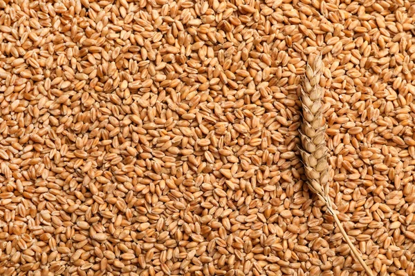 Spikelet Heap Wheat Grains Top View Space Text — kuvapankkivalokuva