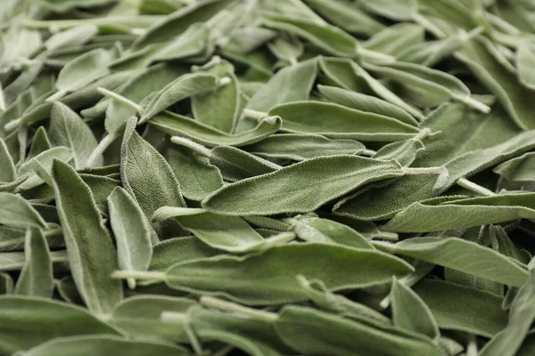 Fresh green sage leaves as background, closeup