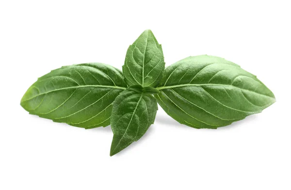 Aromatic Green Basil Sprig Isolated White Fresh Herb — Fotografia de Stock