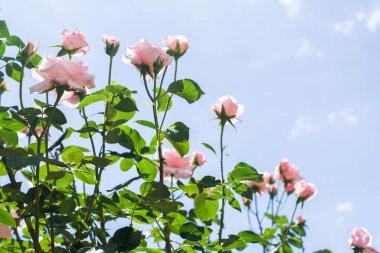 Bush with beautiful blooming roses against blue sky, space for text