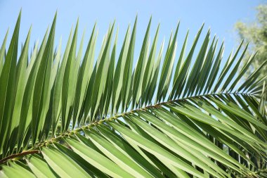 Beautiful green tropical leaf against blue sky, closeup