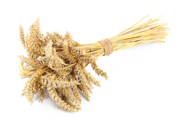 Bunch of dried wheat isolated on white