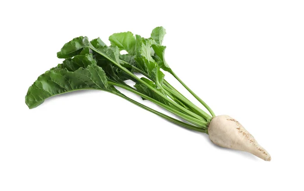Sugar Beet Leaves White Background — 스톡 사진